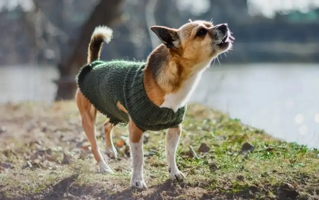 Imagen Así puedes proteger a tu mascota durante esta temporada de frío 