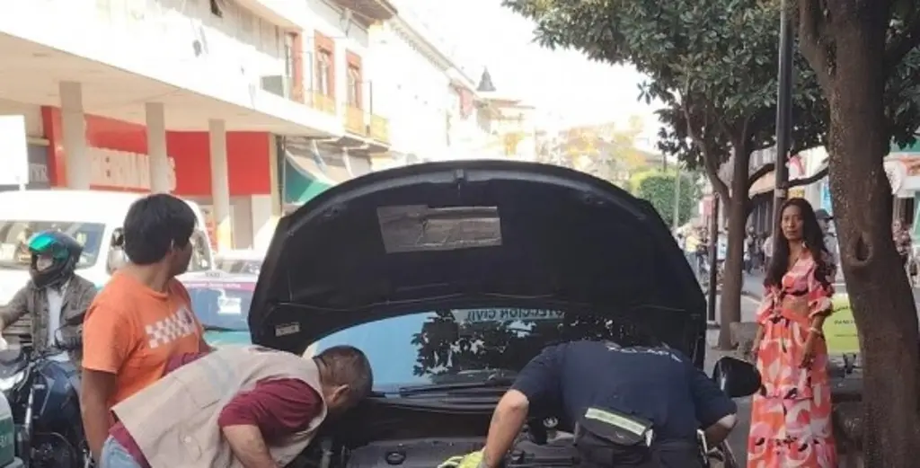 Rescatan tlacuache atrapado en el motor de un carro en Xalapa, Veracruz 
