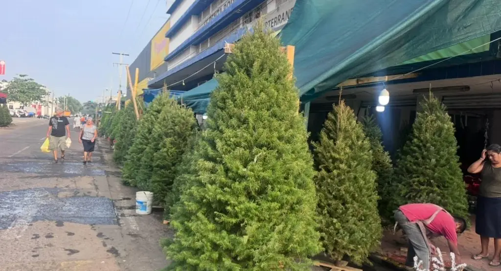 Imagen En estos precios pueden encontrar un árbol de navidad natural en zona de mercados en Veracruz