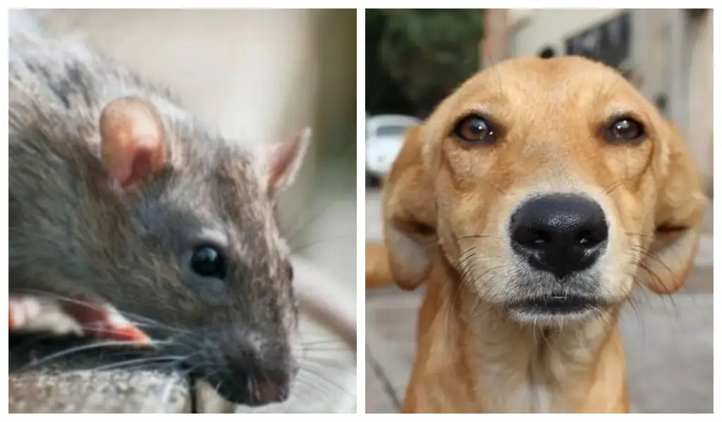 Imagen Leptospirosis, enfermedad transmitida principalmente por orina de animales ¿Cuáles son los síntomas?