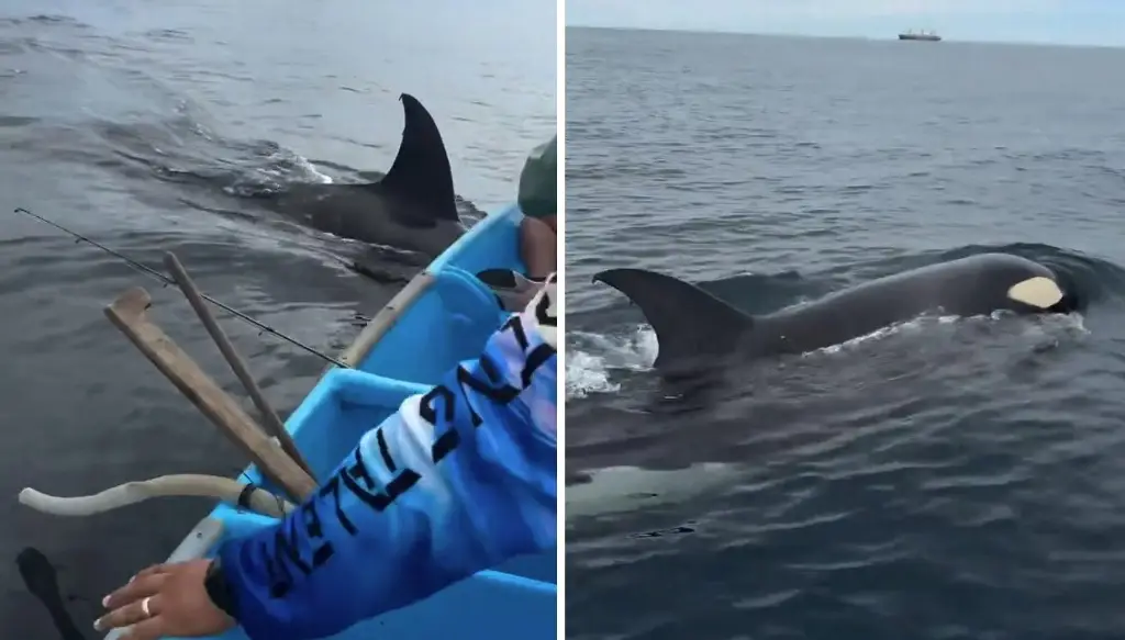 Imagen 'Chulada de animales, aquí cerquita': pescadores captan impresionante encuentro con orcas (+Video)