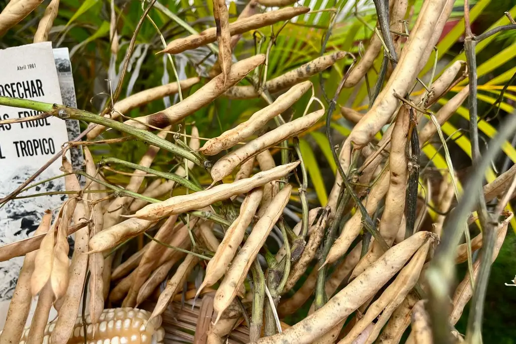 Imagen Surgió en Veracruz, ahora hay más de 200 millones de hectáreas en el mundo