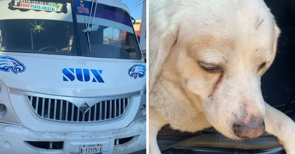 Imagen Consterna atropellamiento de perrito Xalapa; fue un camión de pasaje