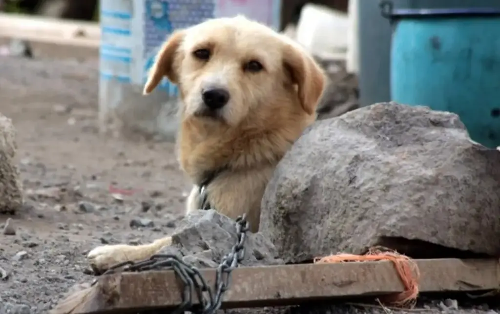 Imagen ¿Cuál es la diferencia entre maltrato y crueldad animal? Conoce dónde puedes denunciar