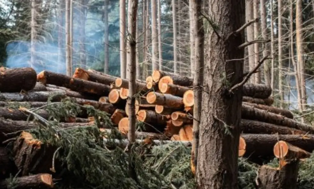 Imagen Veracruz: solo 1 de cada 129 denuncias por tala ilegal es sancionada