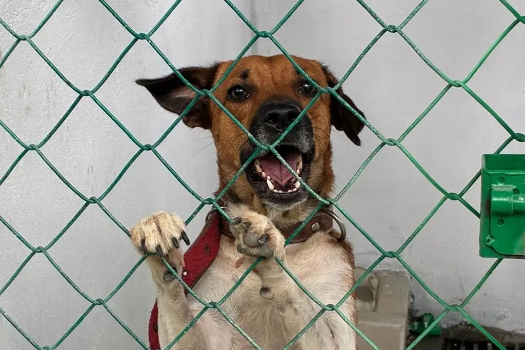 Imagen Llaman a adoptar y no comprar mascotas en esta temporada decembrina