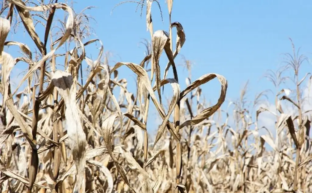 Imagen 2025 se perfila como el cuarto año más seco en Veracruz