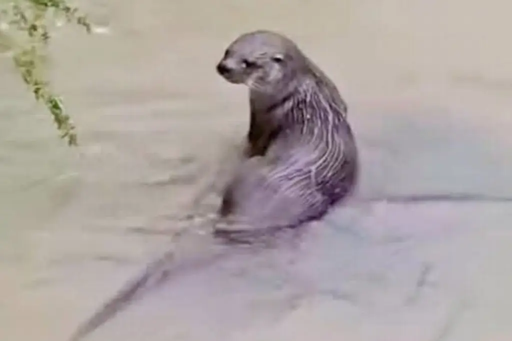 Nutrias regresan a ríos de Veracruz y alertan por caza ilegal