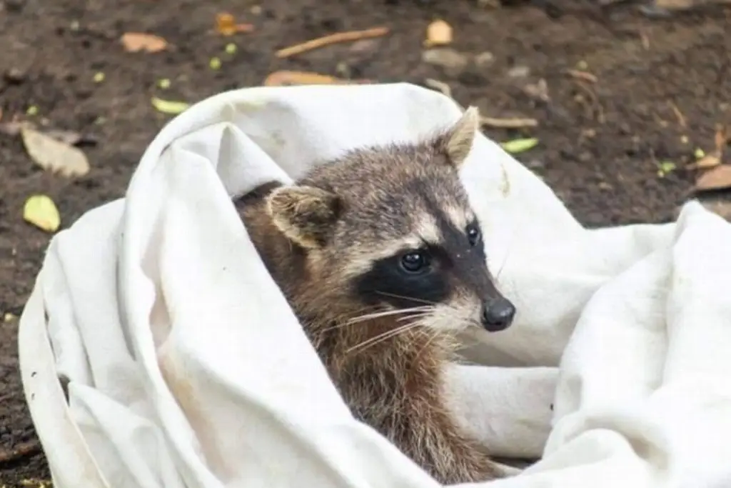 Redes sociales impulsan deseo de personas por adquirir animales silvestres de mascotas