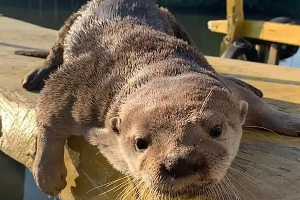 Imagen ¿Qué pasó con Max, la nutria de Mandinga?
