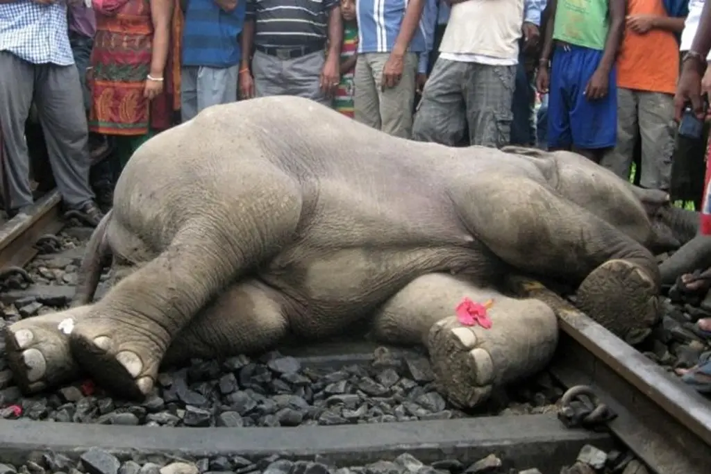 Imagen Tren arrolla a familia de elefantes en la India, siete murieron y uno resulto herido