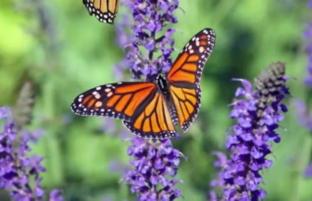 Científicos descubren nueva especie de mariposa; esto se sabe 