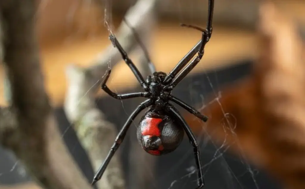 Se registran 150 mordeduras de araña viuda negra y violinista en Veracruz en 2025