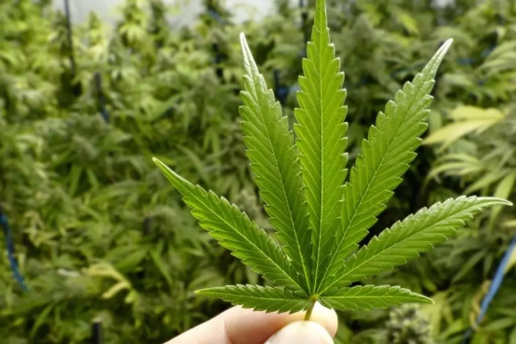 Imagen  Consumir marihuana puede derivar en psicosis y esquizofrenia, advierten especialistas