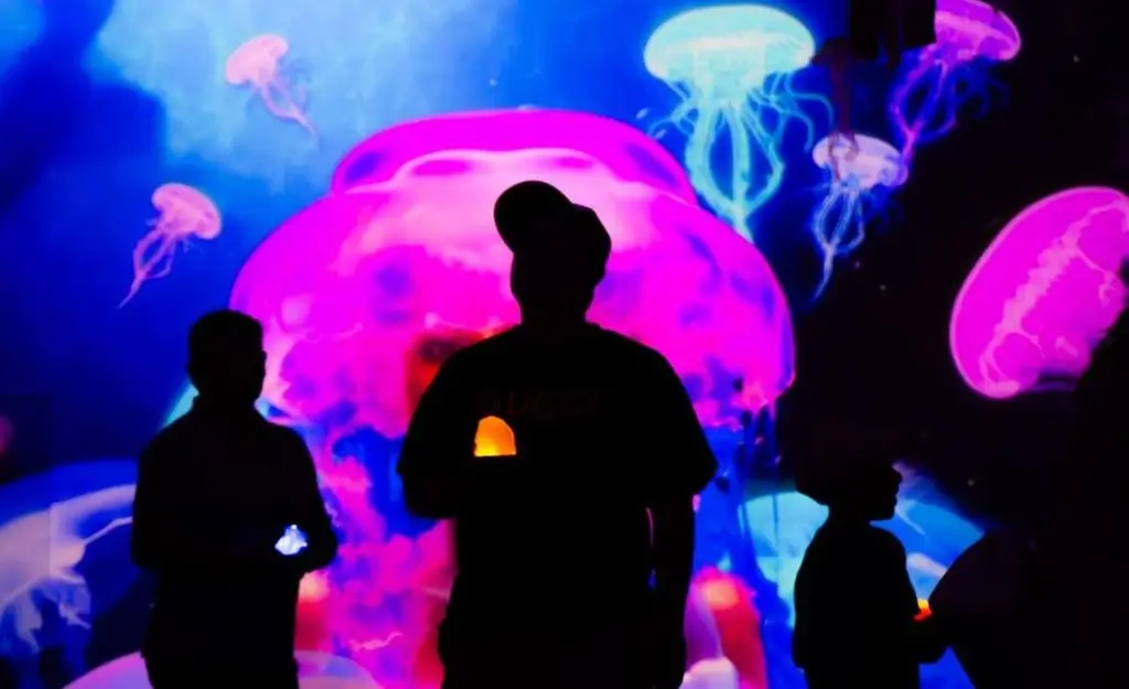 Imagen Blumia abre sus puertas en Veracruz con una experiencia inmersiva y sensorial única