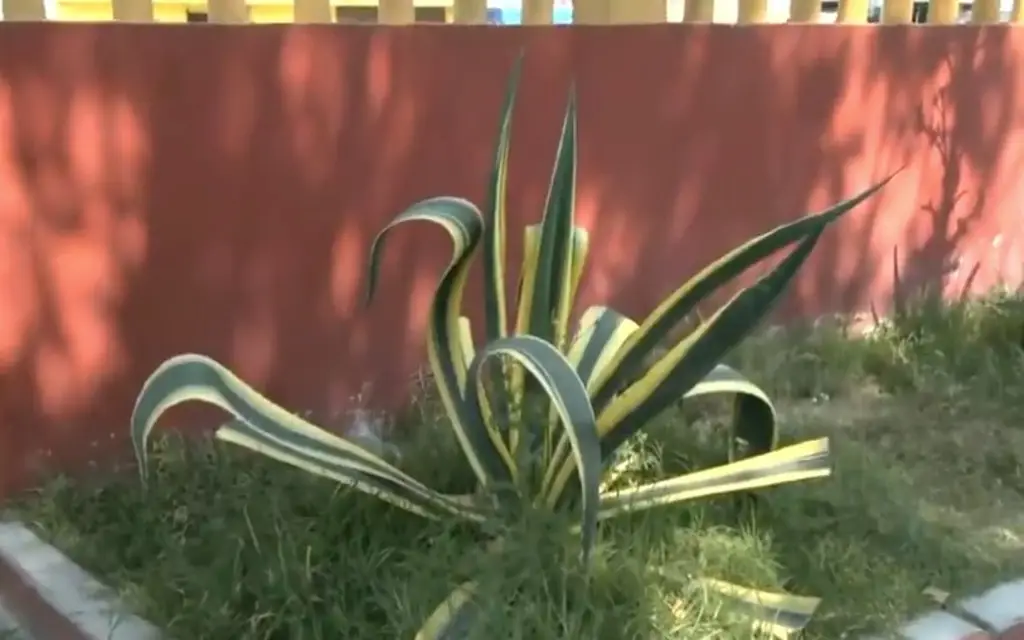 Imagen En Navidad, abandonan a bebé en la jardinera de iglesia; lo bautizan con el nombre de Jesús 