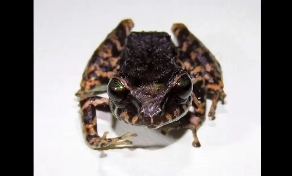 Imagen Descubren una nueva especie de rana en la Amazonía de Ecuador