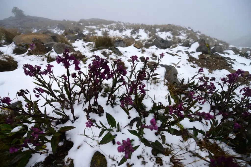 Piden hacer caso a las recomendaciones, se extravió una persona en el Cofre de Perote