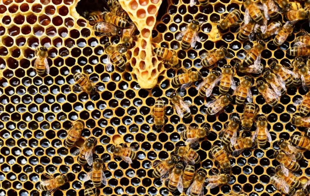 ¿La falta de alimento acelera la metamorfósis en las abejas? Esto revela estudio 