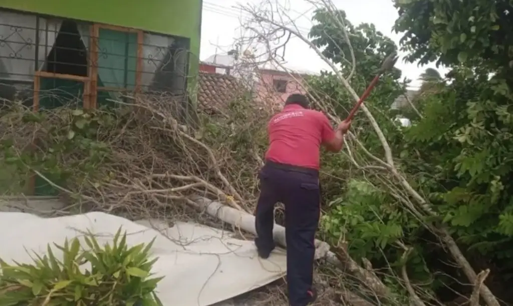 Imagen Tres árboles caídos deja el norte en Veracruz