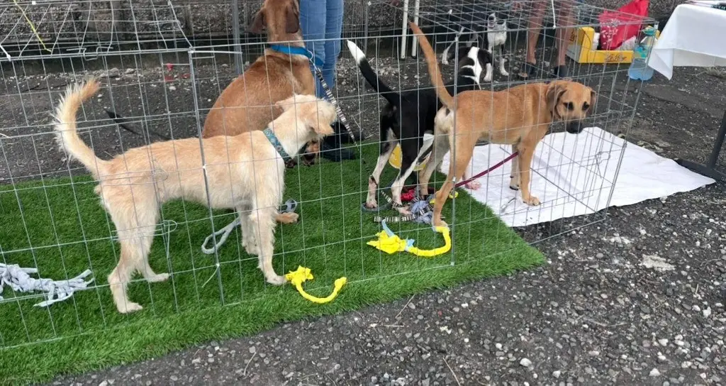 Imagen Esto sufren las mascotas por la pirotecnia en esta temporada de fin de año