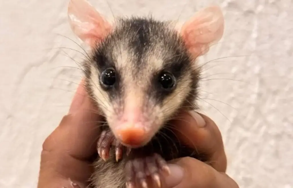 Imagen Estos son los animales más rescatados por maltratos en Veracruz