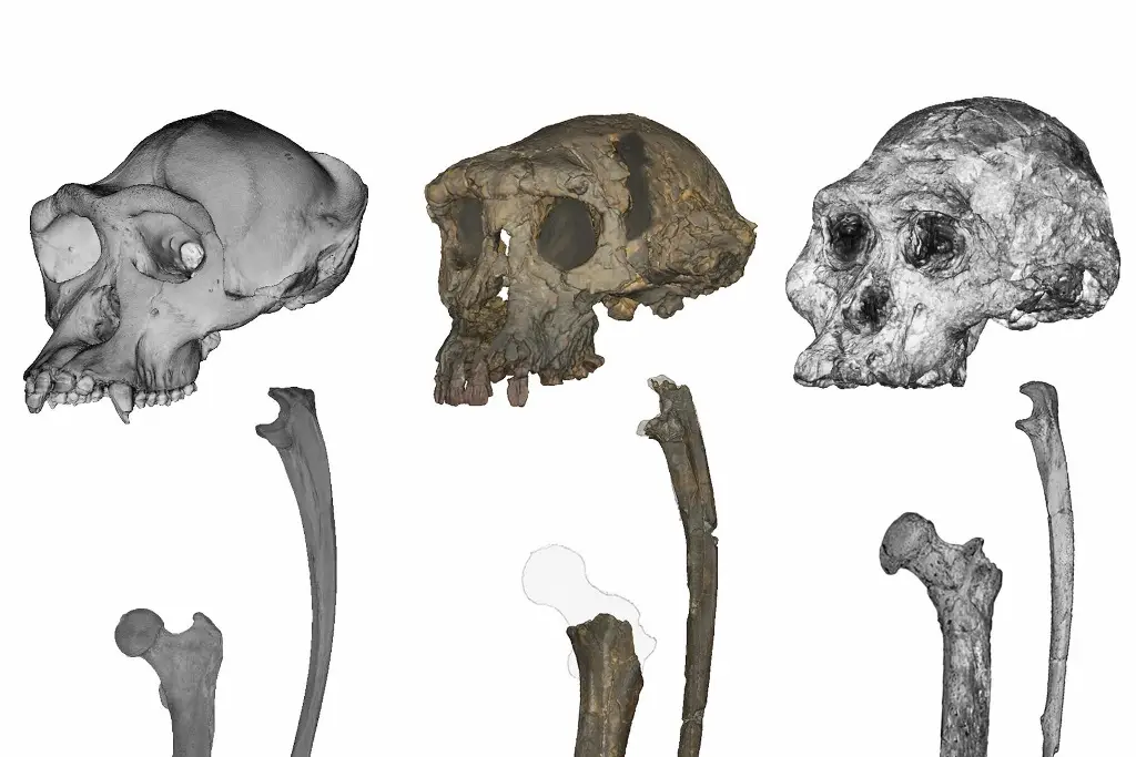 Imagen Sahelanthropus se consolida como el primer antepasado humano que caminó a dos piernas