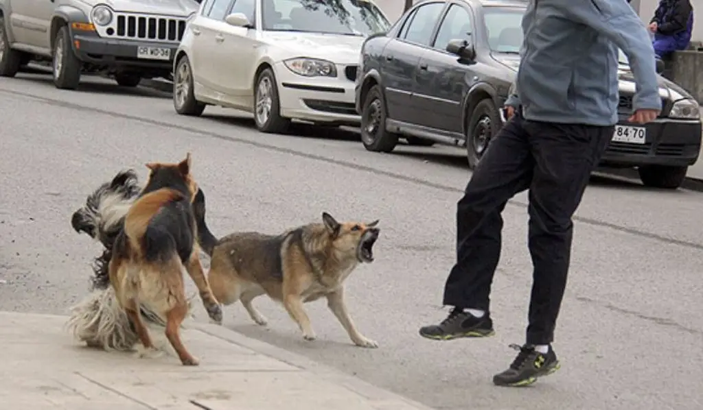 Imagen Vecinos denuncian jauría de perros agresivos en el Centro de Veracruz; acusan omisión