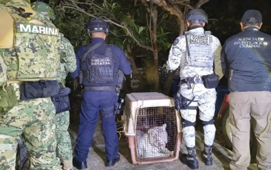 Imagen Aseguran tigre de bengala y equipo de videovigilancia al norte de Veracruz