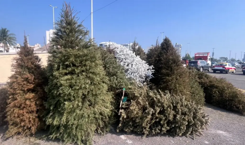 Así luce el centro de acopio de arbolitos de navidad en Boca del Río 