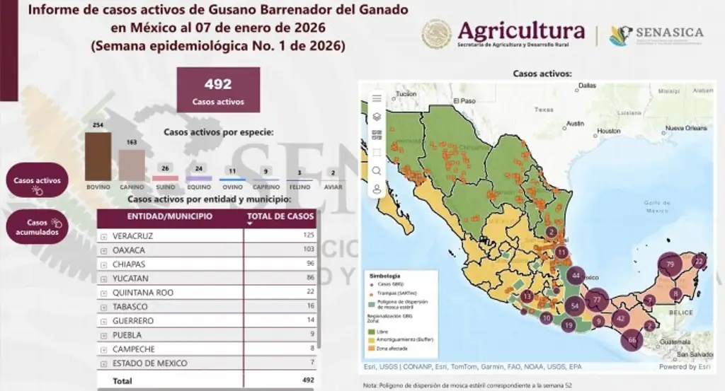 Casos activos de gusano barrenador mantienen vigilancia en Veracruz