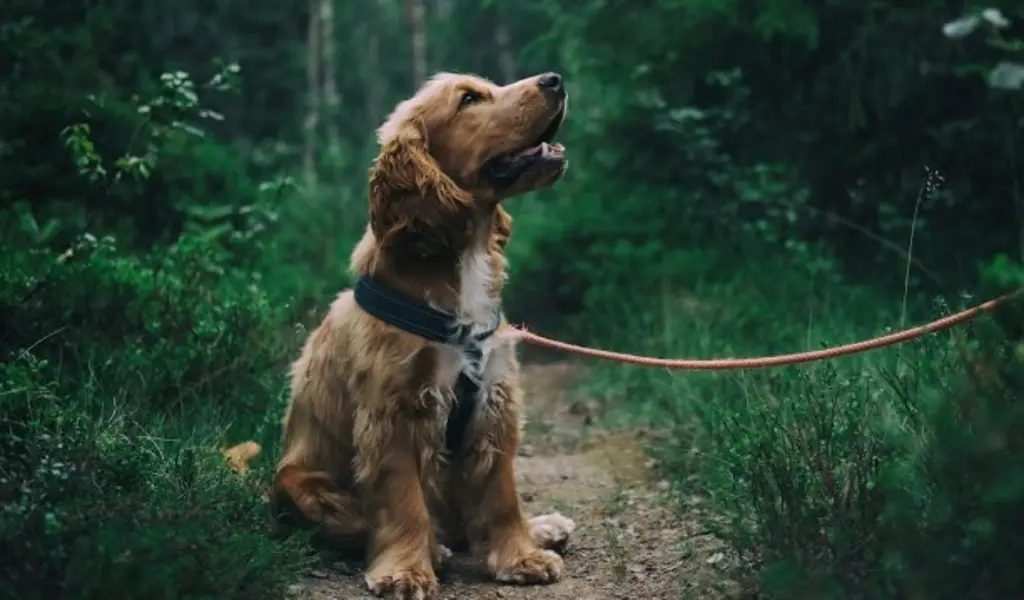 Imagen Algunos perros aprenden palabras escuchando conversaciones no dirigidas a ellos: Estudio 
