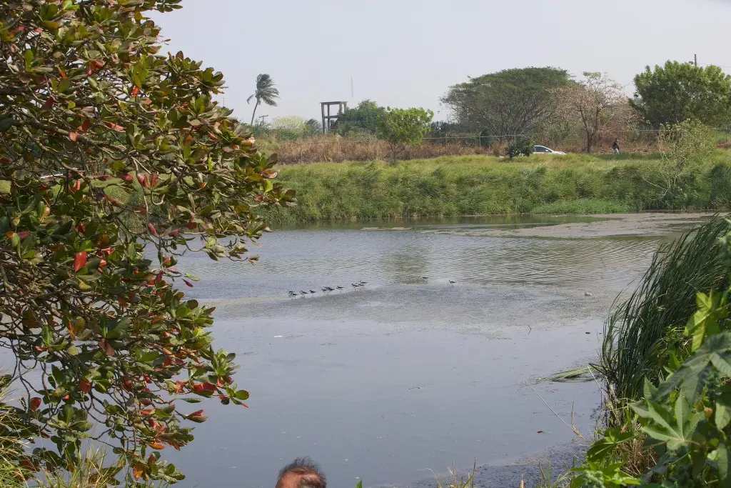 Imagen Atienden avistamiento de cocodrilo en laguna de la ciudad de Veracruz