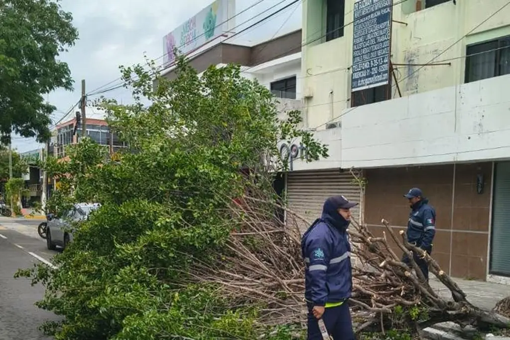 Imagen Árboles caídos y hasta un toldo desprendido, este es el saldo del norte en Veracruz