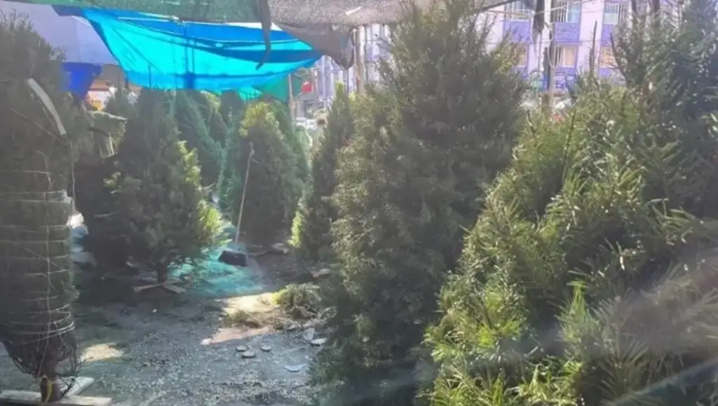 Checa a dónde puedes llevar tu Árbol de Navidad en Veracruz si ya no lo ocupas