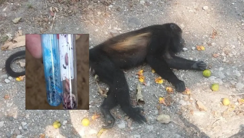 Imagen Reportan muerte de mono saraguato por gusano barrenador en Chiapas; primer caso conocido