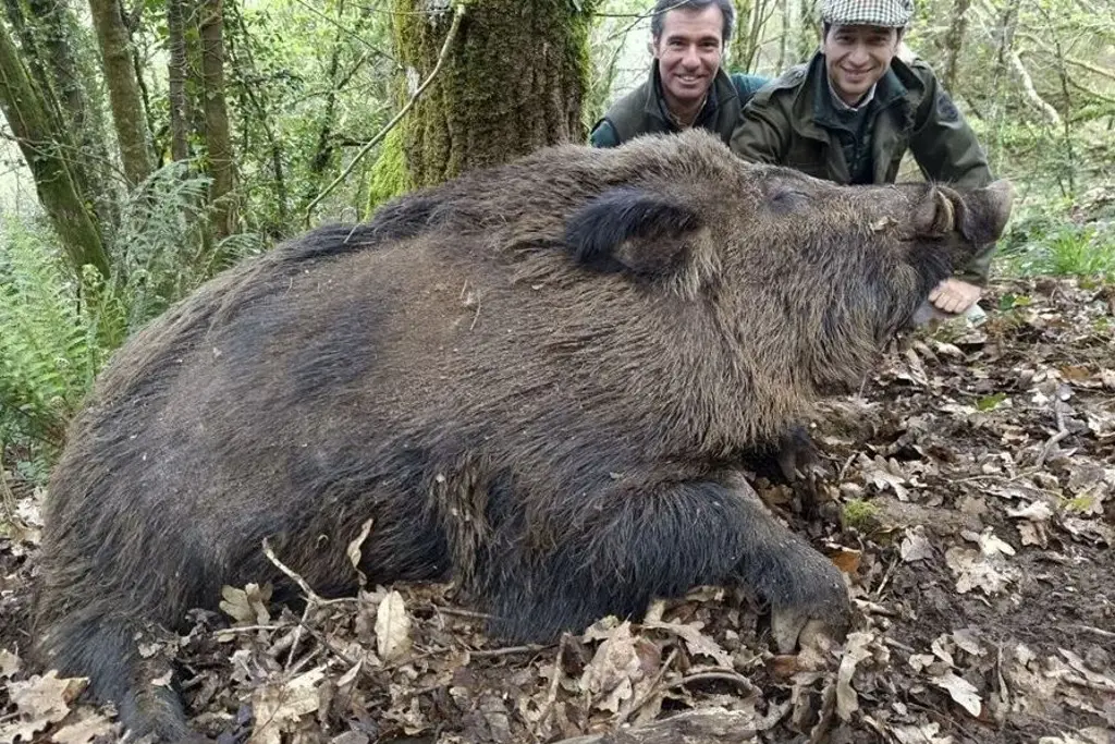 Imagen 'Vakamulo' el super jabalí español que sorprende por su tamaño