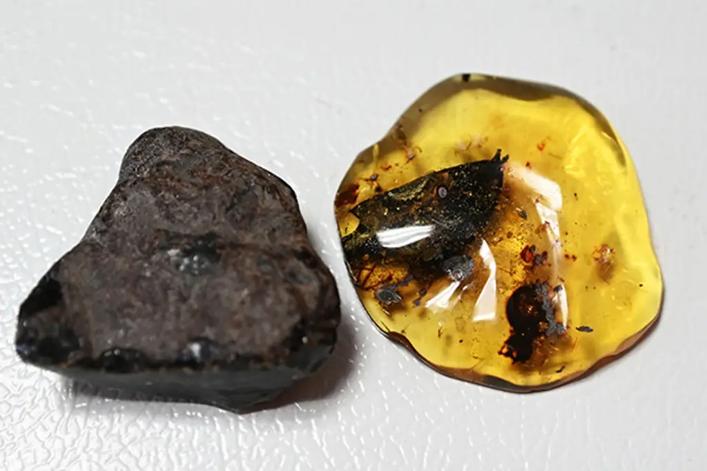 UNAM descubre nueva especie de árbol