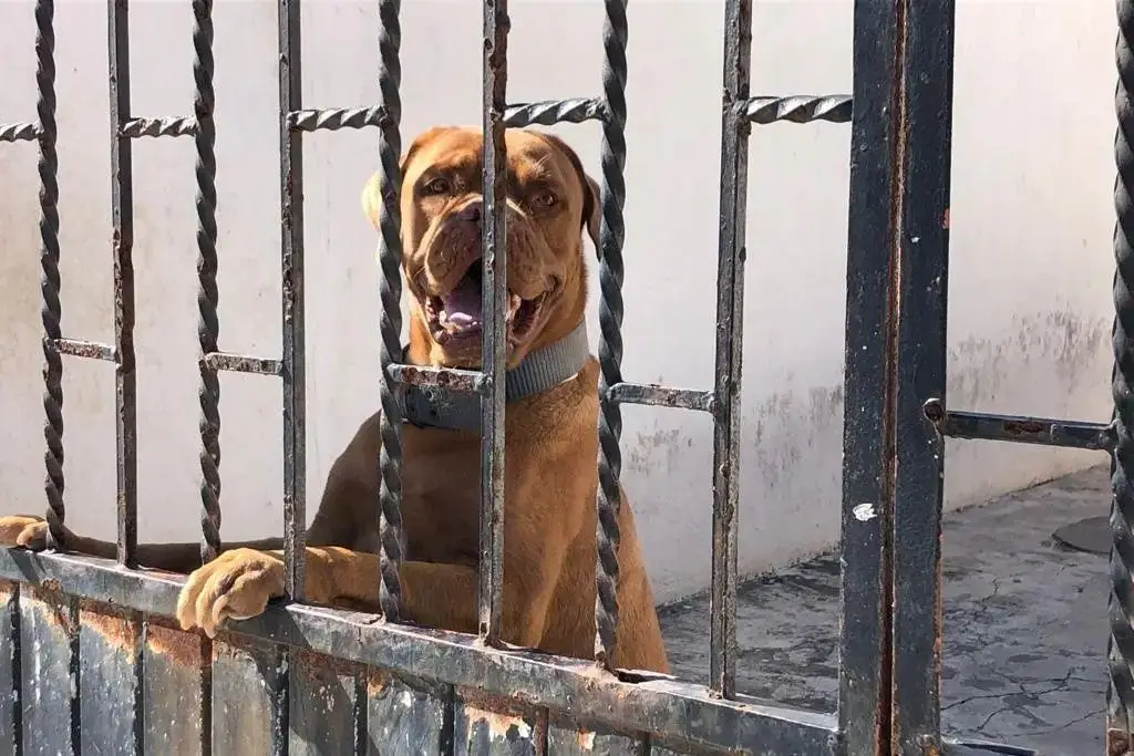 Imagen ¿A qué instancia acudir para poner denuncia cuando un perro te muerde?