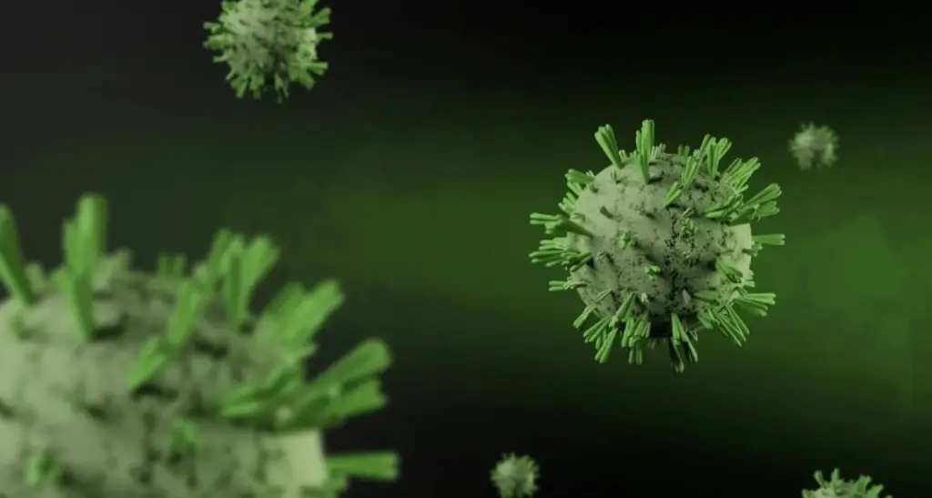 Imagen OMS pide vigilar comportamiento del virus 'Nipah'; detectan casos en la India 