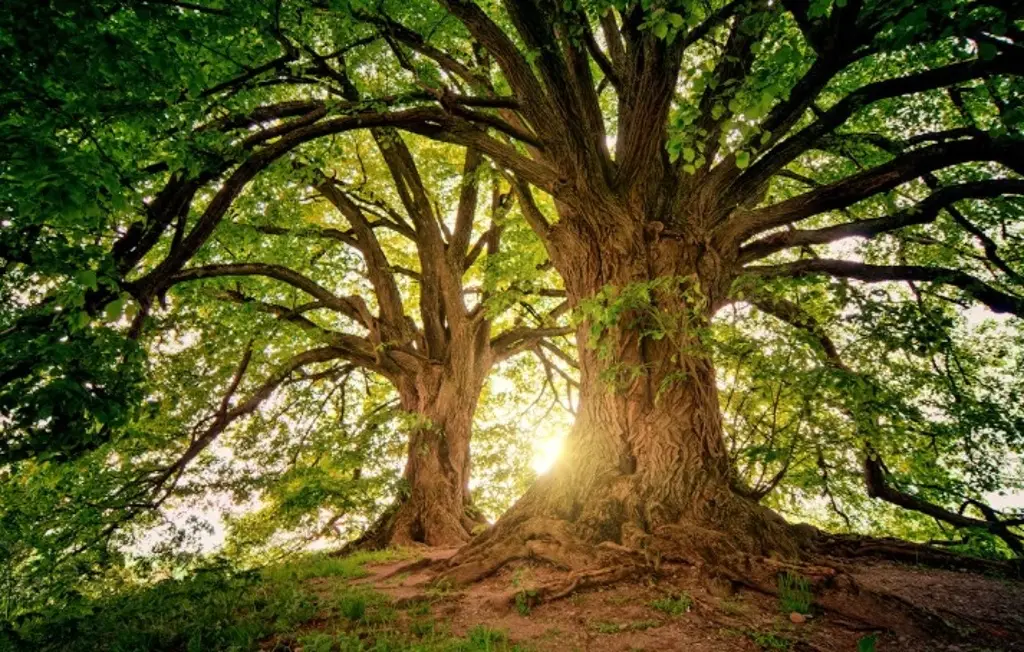 Imagen Hallan nueva especie de árbol en Ecuador; esto dicen científicos 