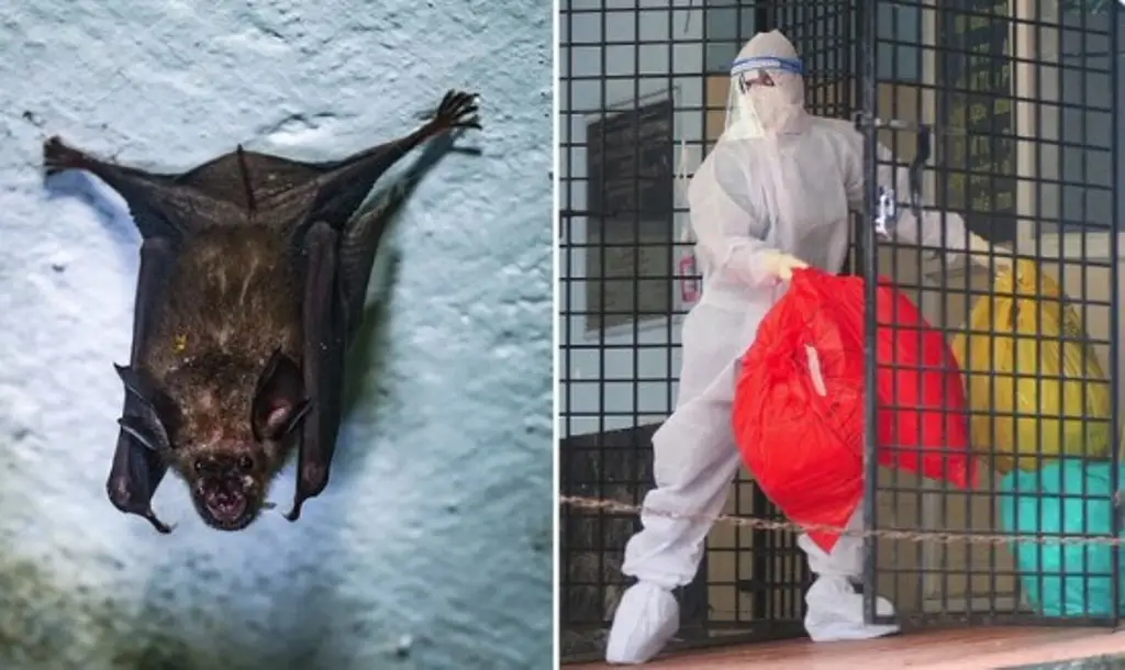 Imagen ¿Qué es el virus Nipah y por qué hay alerta máxima ante su expansión?