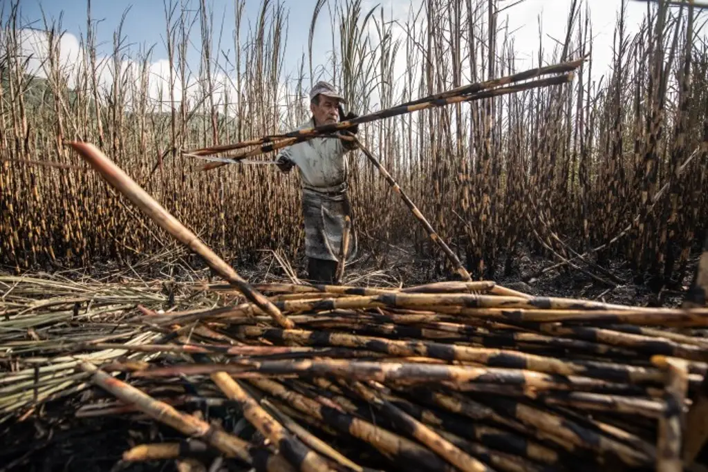 Imagen Advierten que campo mexicano pierde producción y aumenta dependencia alimentaria