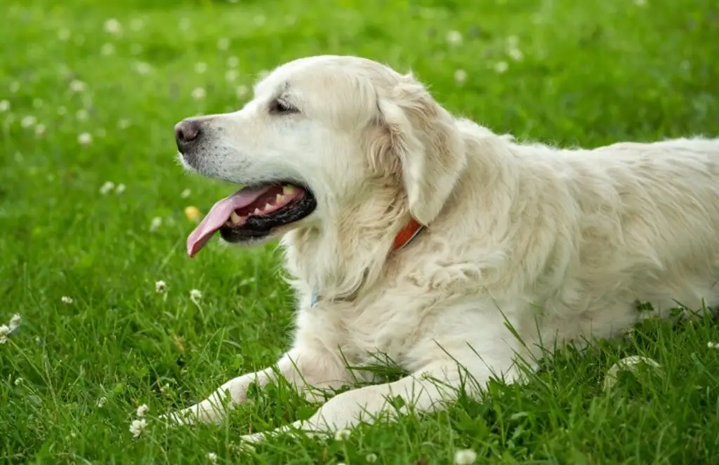 Imagen ¿Quieres que tu perro cuida tu casa de los robos? Sigue estas recomendaciones 