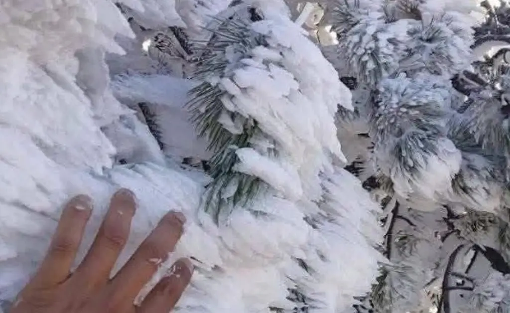 Imagen Cencellada cubre de blanco a Tlacolulan, Veracruz (+Fotos)