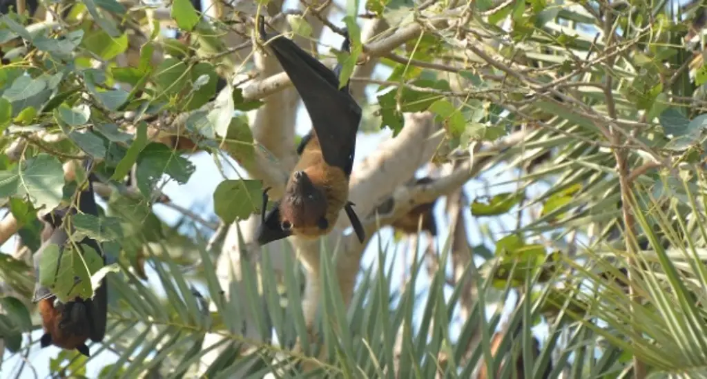 Imagen Reportan muerte de persona tras presuntamente ser mordida por murciélago en Isla, Veracruz