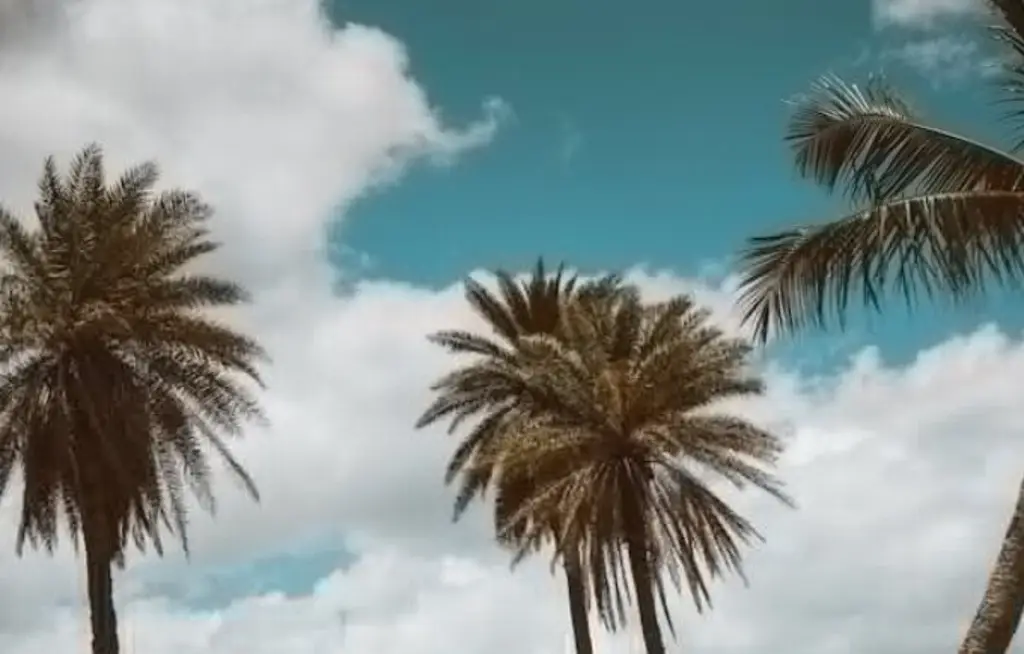 Imagen Algunas zonas tropicales podrían tener un calentamiento mayor debido al cambio climático: Estudio