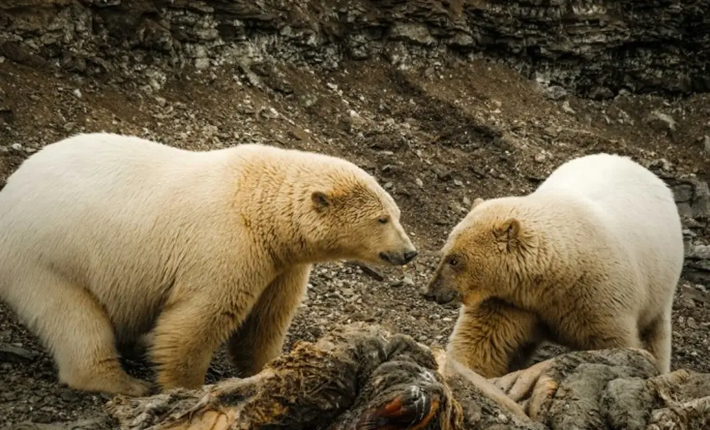 Imagen Osos polares mantienen poblaciones estables en Noruega a pesar de la pérdida de hielo