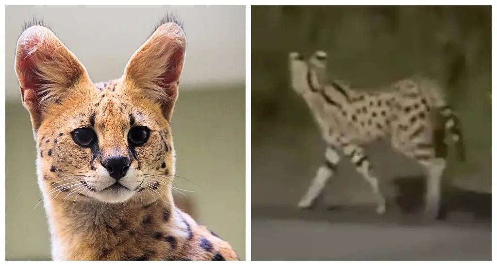Imagen ¿Qué pasó con el felino Serval que se escapó en la Riviera Veracruzana? Esto dijo PC Alvarado 