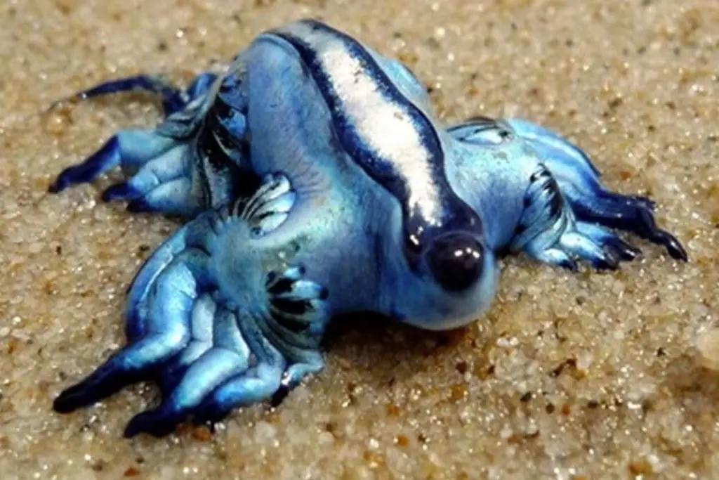 Imagen ¿Qué es el 'dragón azul' y por qué hay alerta en playas de Colima?